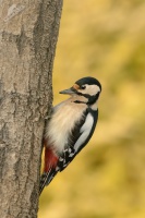 Strakapoud velky - Dendrocopos major - Great Spotted Woodpecker 8358